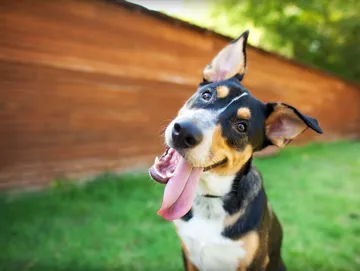 A cute dog tilting it's head with it's tongue hanging out | Kinzua Canine