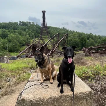 Two dogs on one of the legs of the old Kinzua Bridge | Kinzua Canine