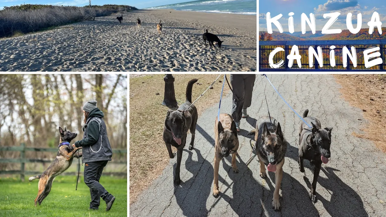 Dog Training in Bradford PA | Kinzua Canine
