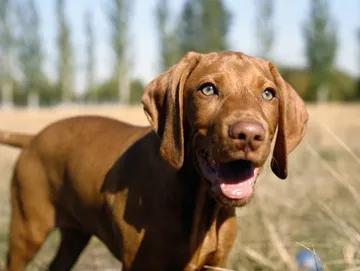 Chocolate Lab in a field | Kinzua Canine