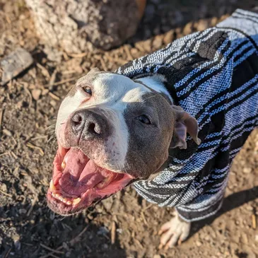Pitbull in a sweater | Kinzua Canine